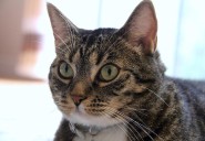 Anuncian campaña de esterilización para mascotas en Playa del Carmen