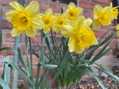 How to plant bulbs now for a spring gift of color in Northeast Ohio (without feeding the deer)