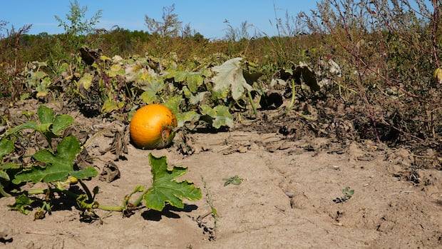 Hot, dry summer devastated Ontario pumpkin crop. I 'thought I was going to be sick,' farmer says