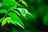 Siete plantas venenosas que pueden causar graves daños a la salud
