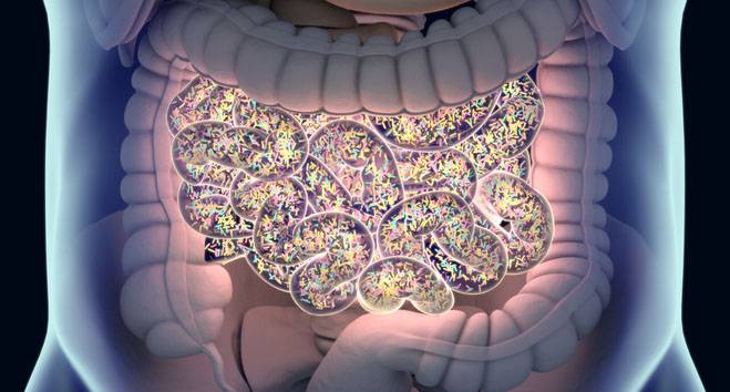 Tracking Method for Fecal Microbiota Transplant Strains Developed