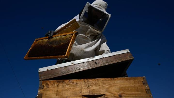 From rooftops to honey jars, Athens is abuzz with urban beekeeping
