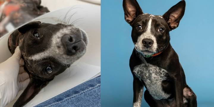 Puppy adopted after surviving severe burns, heat stroke during Phoenix summer