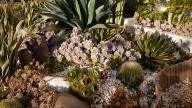 17 Succulents That Thrive In Outdoor Environments, And How To Care For Them