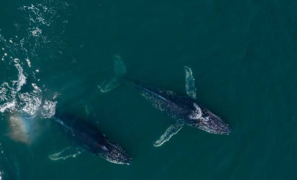 Una muestra itinerante que une ciencia, educación y juventud para cuidar el mar