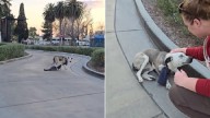 California Rescuers Discover Terrified Pup At Coffee Drive-Thru With Strange Item Tied To Her Neck