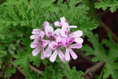 Cinco plantas que perfuman la casa y ahuyentan mosquitos