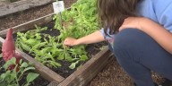 4-H Fall Festival combines fun activities and preparation for the future