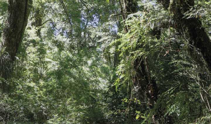 Cuáles son los mecanismos financieros para la naturaleza y conservación