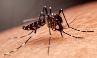 Targeted Indoor Spraying Shows No Significant Reduction in Aedes