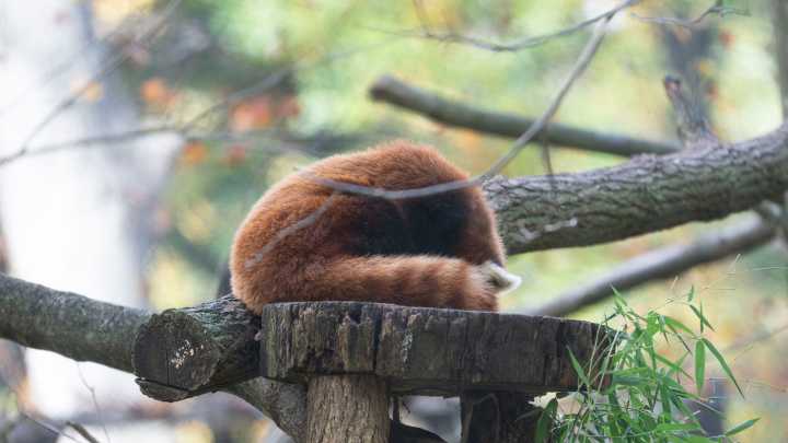 Here's what to know about Binder Park Zoo's season ending
