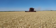 "Nunca vimos a los trigos así": histórica proyección para uno de los principales cereales que se producen en Argentina