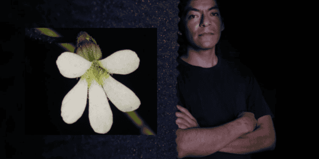Investigadores de la UdeG descubren diminuta planta carnívora que caza con sus hojas