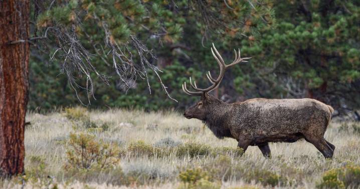 Multiple bull elk poached, abandoned in southern Colorado, wildlife officials say