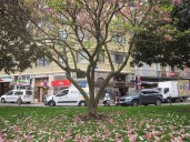 Santander inicia este lunes la campaña anual de poda del arbolado
