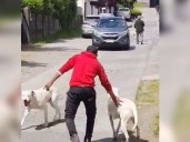Acogida querella contra dueño de perros dogos que atacan mascotas en Hualpén