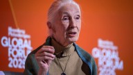 National Cathedral to host funeral service for Jane Goodall