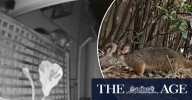 How to correctly deal with possums in the roof