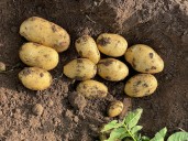 “Sabemos cuidar el suelo”. Fuerte rechazo de productores de papa a un anteproyecto de ley de ingenieros agrónomos