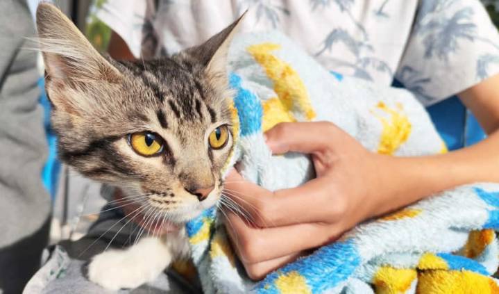 El Quirófano Veterinario Móvil Llegará a Lomas de los Negritos y La Estrella
