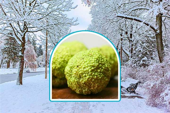 Forget Woolly Worms and Find Kentucky Hedge Apples Which May Predict Winter Weather