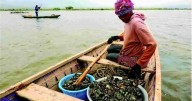 Ghana women fight to sustain centuries-old oyster farming tradition