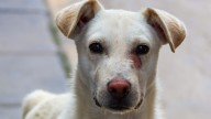 De casi 500 denuncias, solo una persona ha sido sancionada por maltrato animal en Puebla