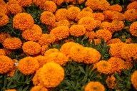 Por temporada, flor de cempasúchil dejará derrama económica de 40 mdp en Puebla