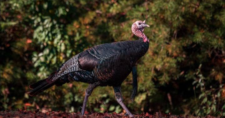 West Virginia fall turkey hunting season begins Oct. 11
