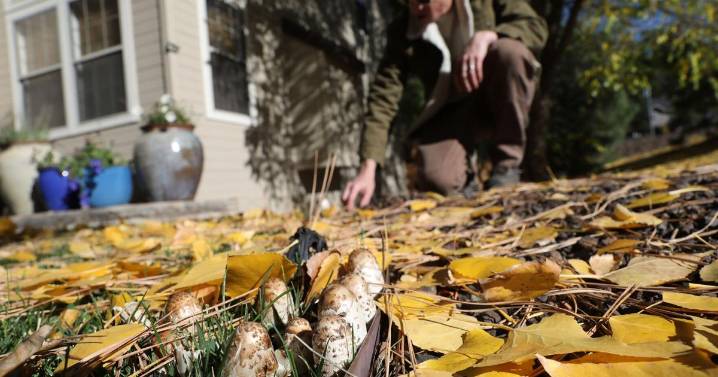 Food, forests and foraging: Mycelium is more than a mushroom in northern Arizona