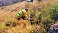 Supervisa SICT acciones de mitigación ambiental en carretera Bavispe