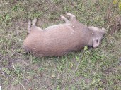 Industrial waste likely killed 100 wild boars in Nangal Wildlife Sanctuary: Report