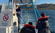 Apareció un ballenato sin vida en Puerto Pirámides