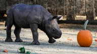 Critically endangered baby black rhino makes its debut at Cleveland zoo