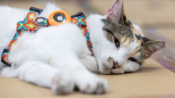 Purrfect ending: Missing Virginia store cat found after hitching a ride to another state