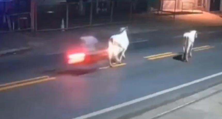 Futbolista brasileño murió tras chocar a toda velocidad contra una vaca