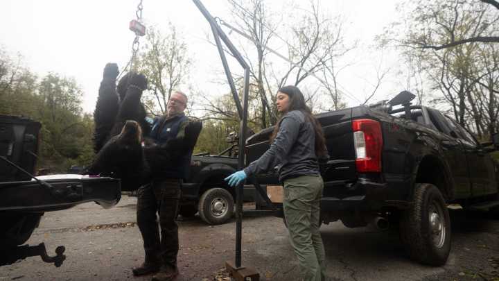 NJ 2025 bear hunt opens with seven