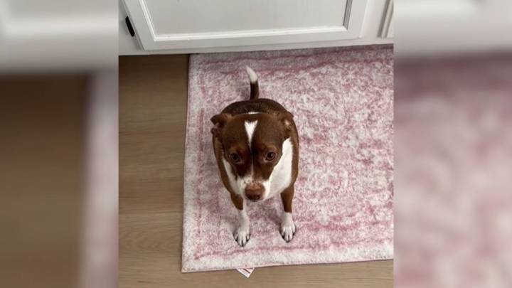 Dog From Arizona Was Abandoned Twice And His Reaction To Moving Left Everyone Heartbroken