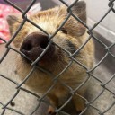 Pig found in Huntsville, animal services searching for owner