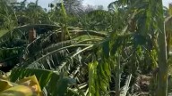 Crop and home devastation in Cuba from Hurricane Melissa