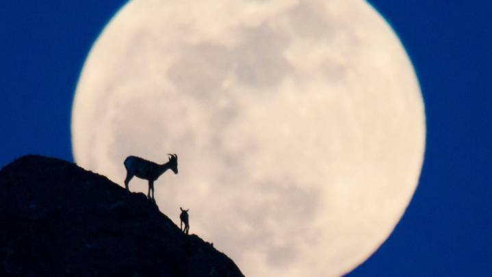 La primera superluna de 2025 ¿cuándo se verá este fenómeno? Lo que debes saber