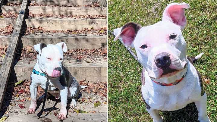 Pennsylvania Pittie Left Outside Shelter Twice Still Believes His Forever Family Will Come