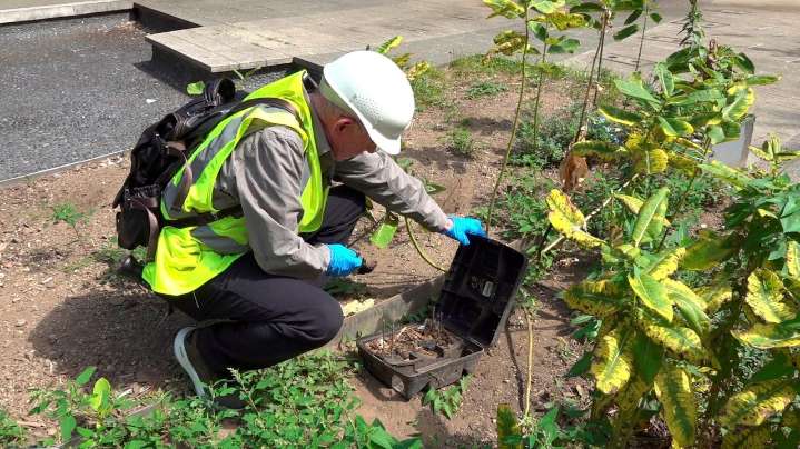 Rat problem in Huntington raises concerns on Long Island
