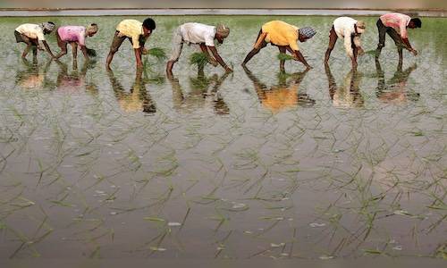 Over 1.37 lakh farmers register for paddy procurement in UP in less than 2 months