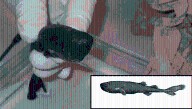 Pocket Sharks: The Mysterious, Teeny Tiny Sea Creatures You Never Knew You Needed To See
