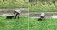 Drone Captures Emotional Reunion Between Blind Dog and Her Devoted Owner