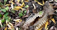 Mystery of crocodile in canal solved