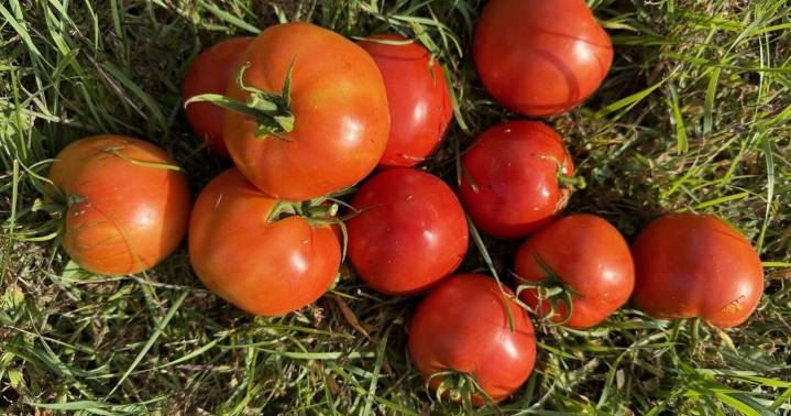 Heirloom seed saving 101: Tips for preserving your favorite garden varieties