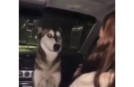 Video.- Denuncian caso de maltrato animal en Madera