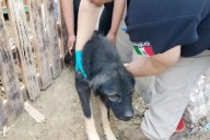 Ha rescatado DABA a 338 mascotas en 12 meses
